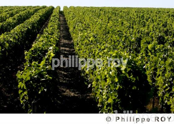 Vignoble Bordelais (33V16427.jpg)