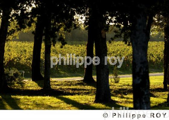 Vignoble Bordelais (33V16825.jpg)