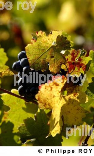 Cycle vgtatif de la vigne (33V16921.jpg)