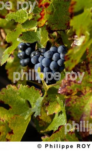 GRAPPE DE RAISIN, VIGNOBLE BORDELAIS, GIRONDE, FRANCE (33V17215.jpg)