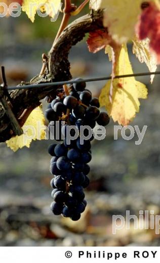 GRAPPE DE RAISIN, VIGNOBLE BORDELAIS, GIRONDE, FRANCE (33V17218.jpg)