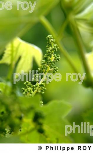 Cycle vgtatif de la vigne (33V17923.jpg)