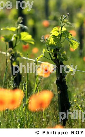 Vignoble Bordelais (33V19234.jpg)