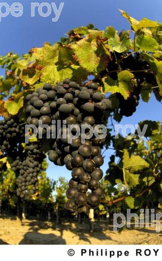 Le vignoble Bordelais (33V19931.jpg)