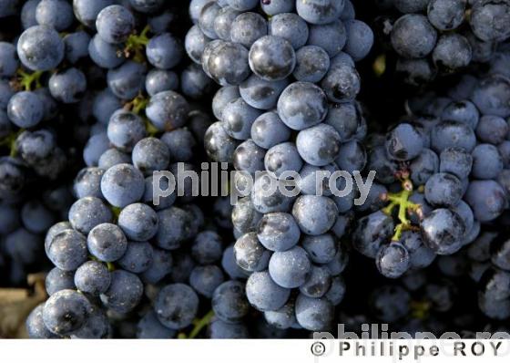 Les vendanges (33V20134.jpg)