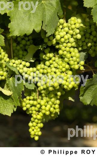 Cycle vgtatif de la vigne (33V20209.jpg)