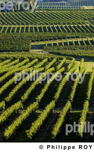 Le vignoble Bordelais (33V20814.jpg)