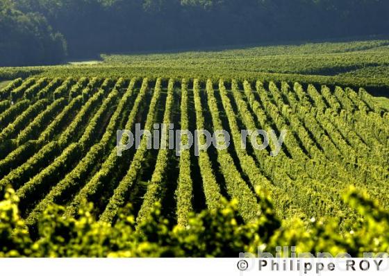 Le vignoble Bordelais (33V20817.jpg)