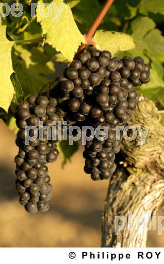 Le vignoble Bordelais (33V20840.jpg)