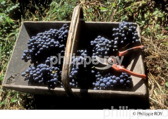 Les vendanges (33V22329.jpg)