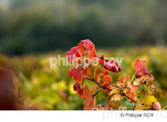Feuille - Vignoble bordelais (33V22414.jpg)