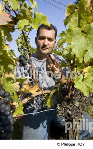 Vendanges - Vignoble Bordelais (33V25806.jpg)
