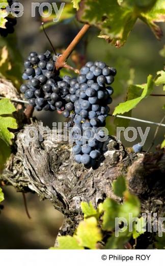 Vendanges - Vignoble Bordelais (33V25813.jpg)
