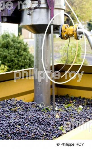 Vinification - Vignoble Bordelais (33V26514.jpg)