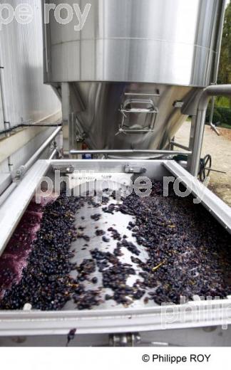 Vinification - Vignoble Bordelais (33V26617.jpg)