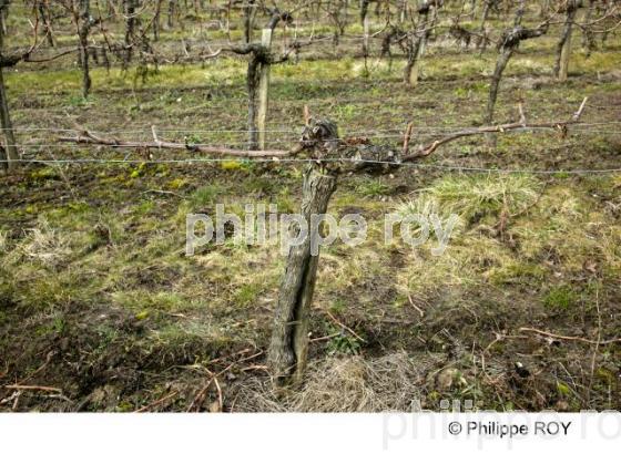 Taille - Vignoble Bordelais (33V27204.jpg)