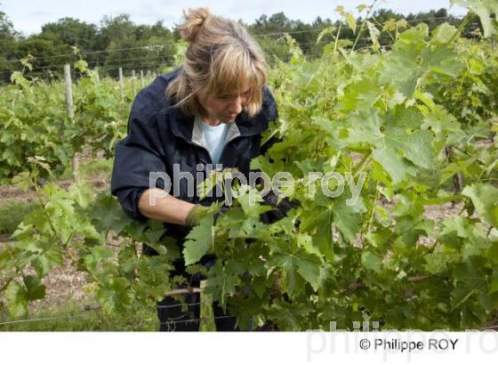 Epamprage - Vignoble Bordelais (33V28817.jpg)