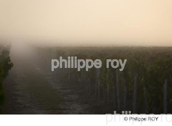 Vigne - Vignoble Bordelais (33V29537.jpg)