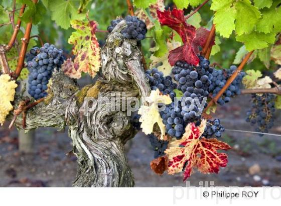 Grappe - Vignoble Bordelais (33V29619.jpg)