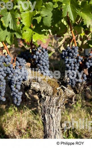 Grappe - Vignoble Bordelais (33V29840.jpg)