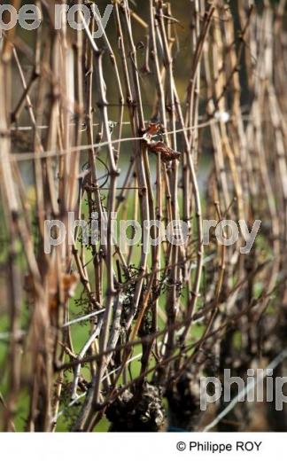 Enherbement  vigne (33V30303.jpg)
