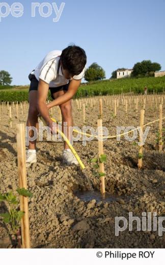 Plantation vigne, Vignoble de Bordeaux (33V30939.jpg)
