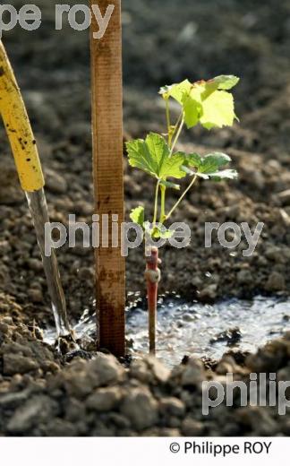 Plantation vigne, Vignoble de Bordeaux (33V31002.jpg)