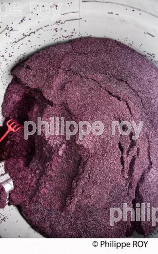 Vinification, Vins de Bordeaux, Ecoulage (33V31122.jpg)