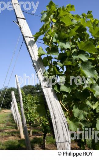 Vignoble de l'entre deux mers (33V32113.jpg)