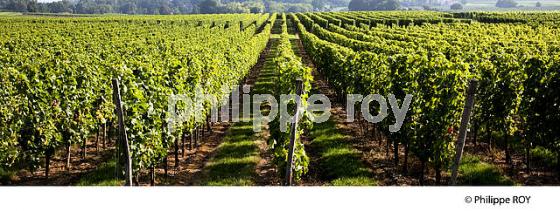 Vignoble de l'entre deux mers (33V32114.jpg)