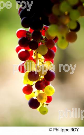 Veraison du raisin, cycle vgtatif de la vigne (33V32117.jpg)