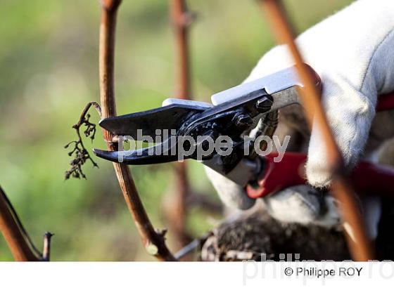 TAILLE DE LA VIGNE EN MEDOC, GIRONDE, FRANCE (33V32939.jpg)