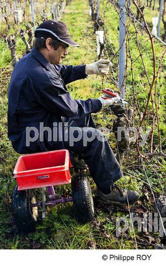 TAILLE DE LA VIGNE EN MEDOC, GIRONDE, FRANCE (33V33003.jpg)