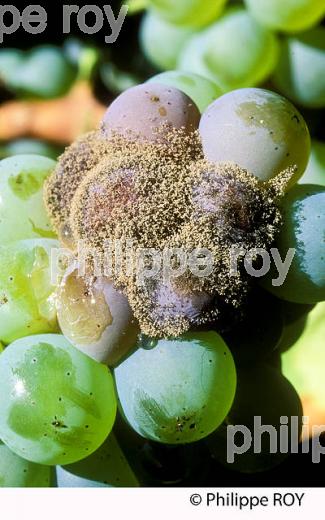 BOTRYTIS SUR RAISIN, VITICULTURE (33V33411.jpg)