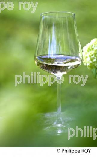 VERRE DE VIN BLANC DANS LA NATURE, VINS DE BORDEAUX (33V33701.jpg)