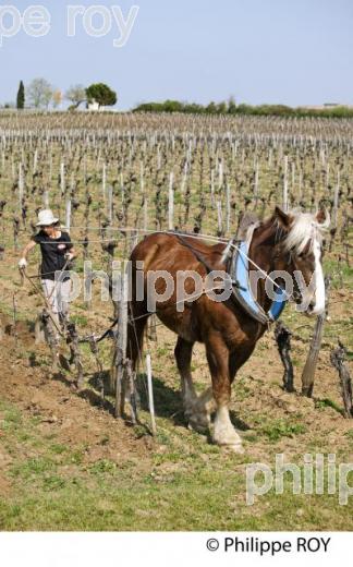 LABOURAGE DE LA VIGNE AVEC CHEVAL, VIGNOBLE DE SAINT EMILION (33V33803.jpg)