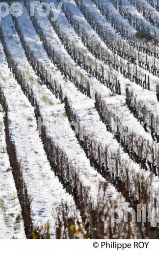 VIGNOBLE BORDELAIS EN HIVER (33V33830.jpg)