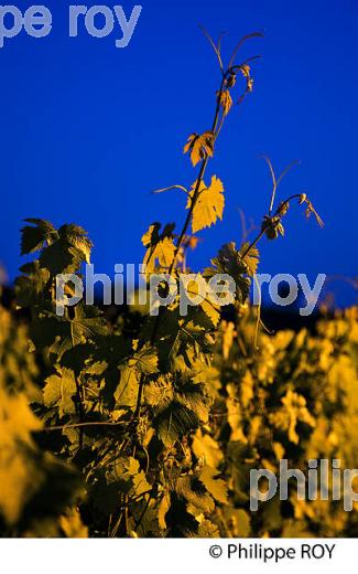 CYCLE VEGETATIF DE LA VIGNE EN ETE  (33V34304.jpg)