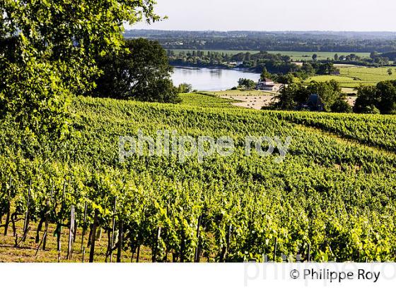 VIGNOBLE DE FRONSAC ET LA DORDOGNE, GIRONDE (33V34310.jpg)
