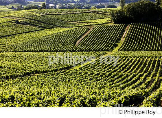 VIGNOBLE DE FRONSAC, GIRONDE (33V34323.jpg)