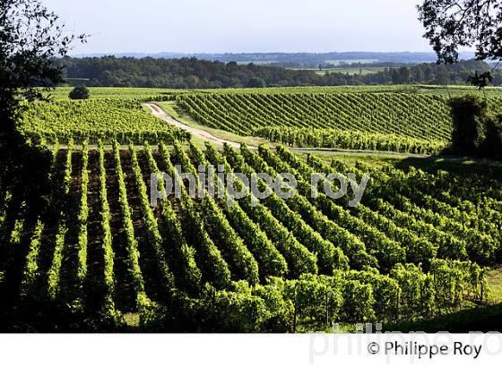 VIGNOBLE DE BORDEAUX SUPERIEUR, GIRONDE (33V34715.jpg)