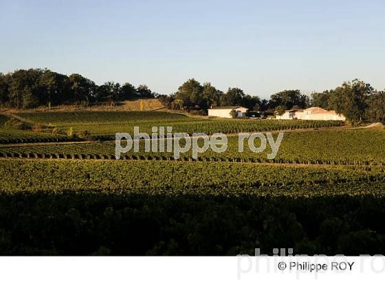 CHATEAU ROC MEYNARD, VIN DE BORDEAUX SUPERIEUR, GIRONDE (33V35024.jpg)
