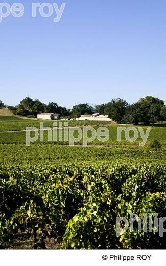 CHATEAU ROC MEYNARD, VIN DE BORDEAUX SUPERIEUR, GIRONDE (33V35027.jpg)
