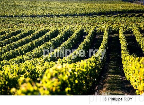 VIGNOBLE DE BORDEAUX SUPERIEUR, GIRONDE (33V35101.jpg)