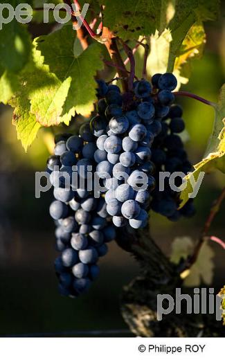 RAISIN ROUGE, CEPAGE MERLOT, VIGNOBLE BORDELAIS (33V35123.jpg)