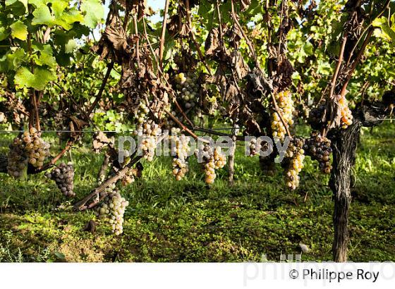 PASSERILLAGE SUR SOUCHE, RAISIN BLANC, VIGNOBLE DE BORDEAUX (33V35205.jpg)