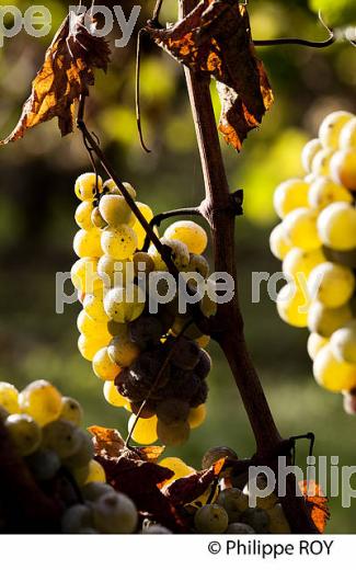 PASSERILLAGE SUR SOUCHE, RAISIN BLANC, VIGNOBLE DE BORDEAUX (33V35213.jpg)