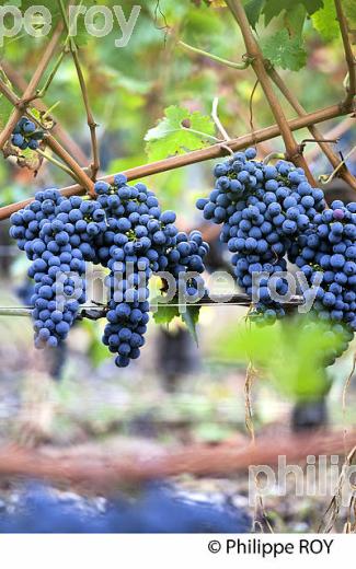 RAISIN ROUGE A MATURITE, VIGNOBLE BORDELAIS (33V35229.jpg)