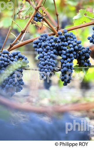 RAISIN ROUGE A MATURITE, VIGNOBLE BORDELAIS (33V35237.jpg)
