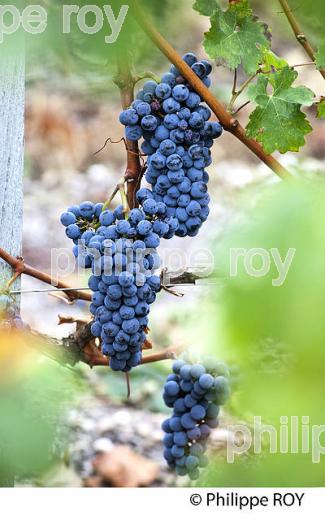 RAISIN ROUGE A MATURITE, VIGNOBLE BORDELAIS (33V35238.jpg)